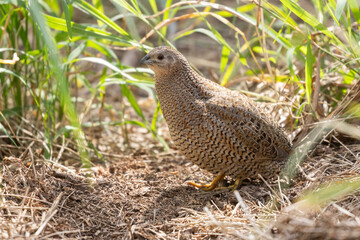Brown Quail