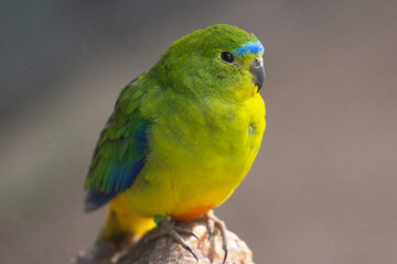 Orange-bellied Parrot