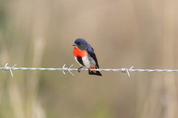 Mistletoebird on wire