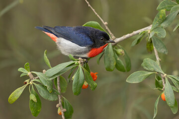 Mistletoebird