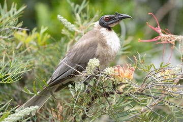 Noisy Friarbird 