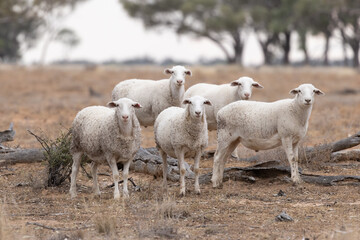 Sheep in a rural area