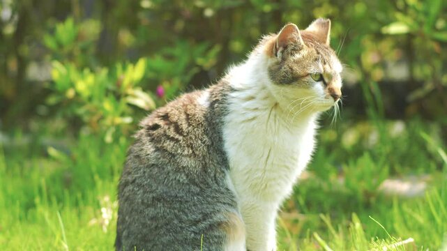 Bicolor gray and white community cat at park