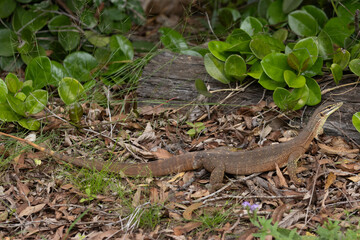 Yellow-spotted Monitor