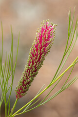 Grevillea Panrock Princess flower