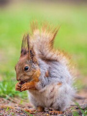 Squirrel eats a nut while sitting in green grass. Eurasian red squirrel, Sciurus vulgaris
