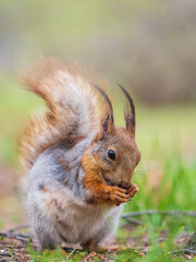 Squirrel eats a nut while sitting in green grass. Eurasian red squirrel, Sciurus vulgaris