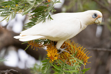 Little Corella