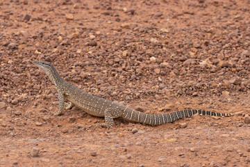 Sand Goanna (Varanus gouldii)