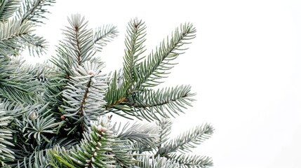 christmas background with christmas branches and decorations