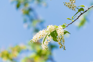 Bird cherry branches with white flowers on a background of blue sky.