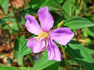 Senduduk ( Melastoma malabathricum ) is a shrub and belongs to the Melastomataceae family . This plant has bright purple flowers with hairy reddish stems, usually growing in open grasslands or forests