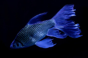 Close up. Ornamental fish in the aquarium