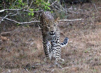Sri Lankan Wildlife, Animals, Birds 