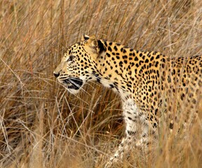 Sri Lankan Wildlife, Animals, Birds 
