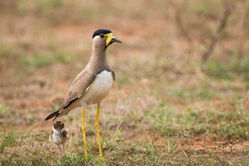 Sri Lankan Wildlife, Animals, Birds 