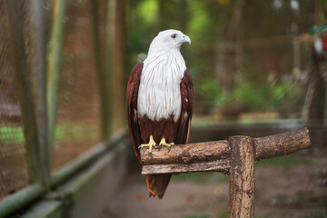 a Sumatran eagle in the zoo