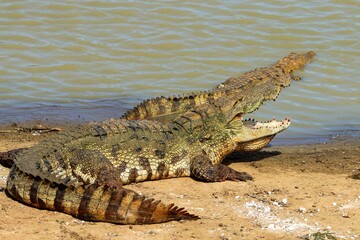 Sri Lankan Wildlife, Animals, Birds 