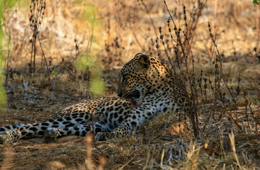 Sri Lankan Wildlife, Animals, Birds 