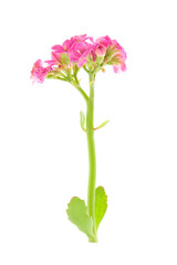 pink flowers of kalanchoe isolated on a white background