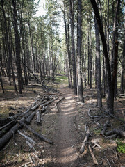 Bike trail through Black Hills National Forest in South Dakota near Rapid City in Summer