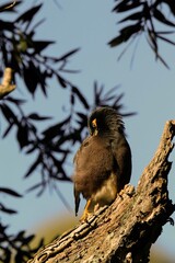 Birds of Sri Lanka in the Wild. Visit Sri Lanka 