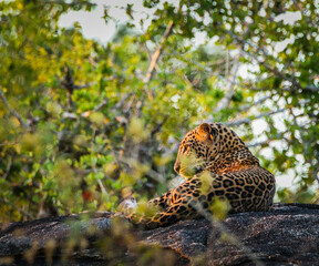 Sri Lankan Wildlife, Animals, Birds 