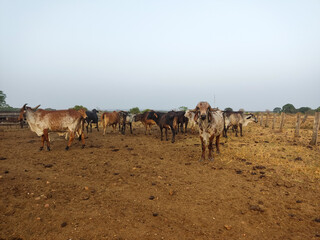 camels in the desert