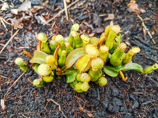 Nepenthes, is a genus of carnivorous plants, also known as tropical pitcher plant or monkey cups, in the monotypic family Nepenthaceae. Tropical pitcher plant growing in the forest.