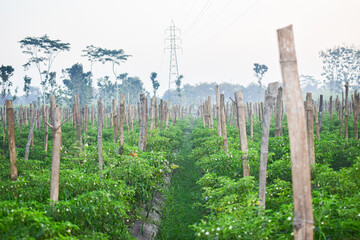 Horticulture of chili plants