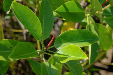 Close up of mangrove leaf shoots. Growth of mangrove leaves. Mangrove trees beside the beach