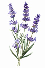 Fototapeta premium individual sprig of lavender