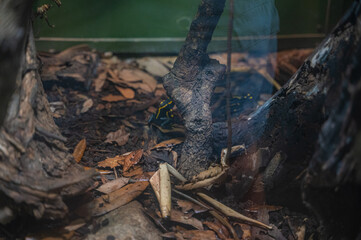 Within the delicate confines of the insect exhibit, evolution’s most intricate designs come to life, Audubon Zoo, New Orleans, Louisiana, United States of America