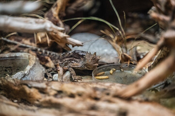 A horned lizard may be small, but every thorn is a lesson in survival, Audubon Zoo, New Orleans, Louisiana, United States of America