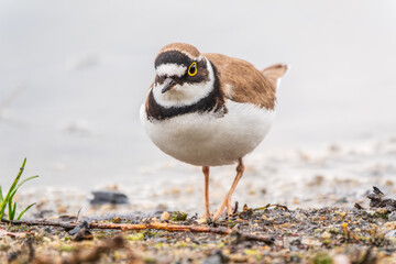Little ringed plover (Charadrius dubius), bird standing on the lake shore