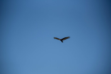 Black vulture (Coragyps atratus) is a species of vulture that occurs in Rio Grande do Sul Brazil