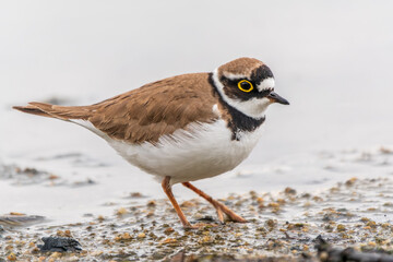 Little ringed plover (Charadrius dubius), bird standing on the lake shore