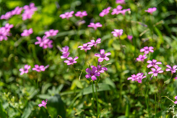 Fototapeta premium Flowers of the pampa biome in southern Brazil