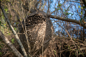 Hornet and bee house Polybia scutellaris.