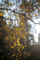 Birch tree branches with dry yellow and green autumn leaves slightly swaying on wind in sunset, early fall season, closeup view. 