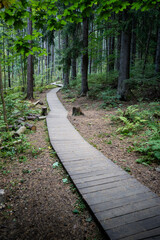 Ecological curve boardwalk, footpath in national park through dark coniferous spruce forest, natural trail through protected environment. Road made of wooden planks in woodland. 