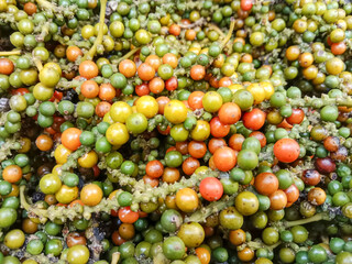 Fresh ripe red and green color seeds of pepper plant. White peppercorns (white pepper) spice plant. Green and red peppers. White pepper plant. 