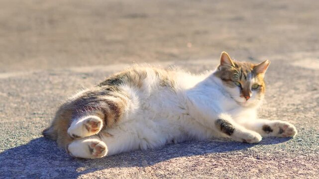 A grey and white tabby community cat rolling around in an outdoor park