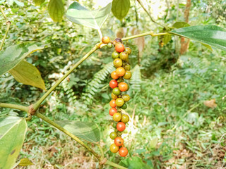 White pepper plant with berries and leaves. White pepper (Piper nigrum) is a flowering vine cultivated for its fruit known as the peppercorn. White pepper plantation.