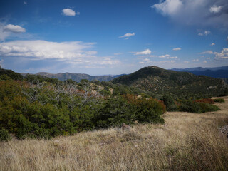 Obraz premium View of pinyon pine trees and mountains in Texas Creek Recreation Area in central Colorado 
