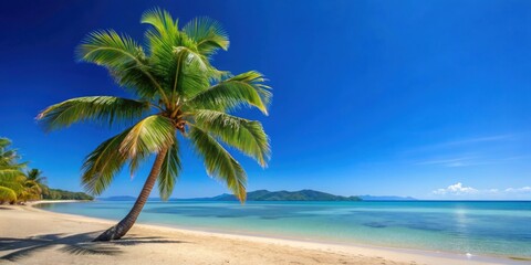 Obraz premium Tropic beach in North Queensland with palm tree, calm blue waters, and clear blue sky, palm tree