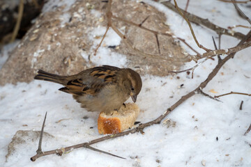 sparrow eats bread in the snow