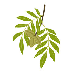 vector drawing branch of pecan tree with green leaves and fruits , Carya illinoinensis isolated at white background, hand drawn illustration