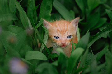 red cat in the grass