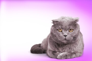 Cute domestic cat pet posing